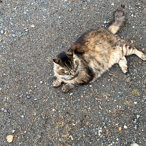 Meet your Posher, Artemisia